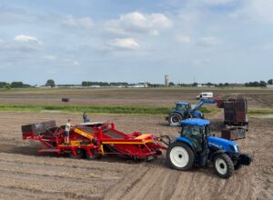 Harvesting flower bulbs