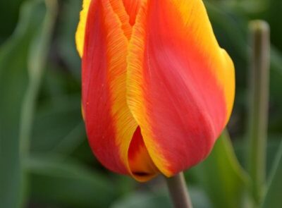 pot tulp flair